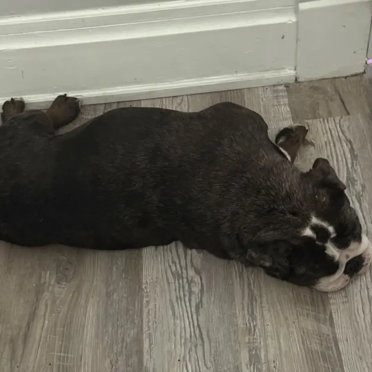 Hold until after next live sale approximately 1 week. Fund Nora Treats!