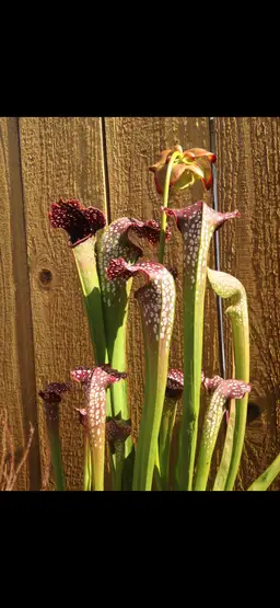 Sarracenia 'Prometheus'
