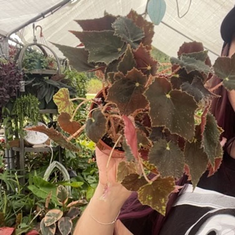 Begonia