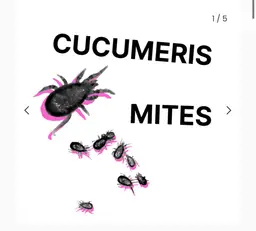 Cucumeris Mites 20k bottle