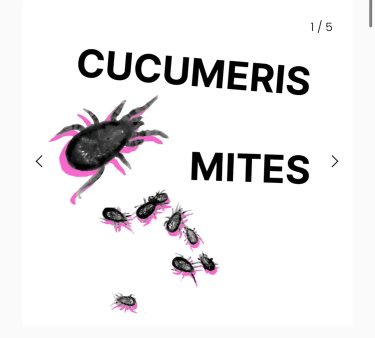 Cucumeris Mites 20k bottle