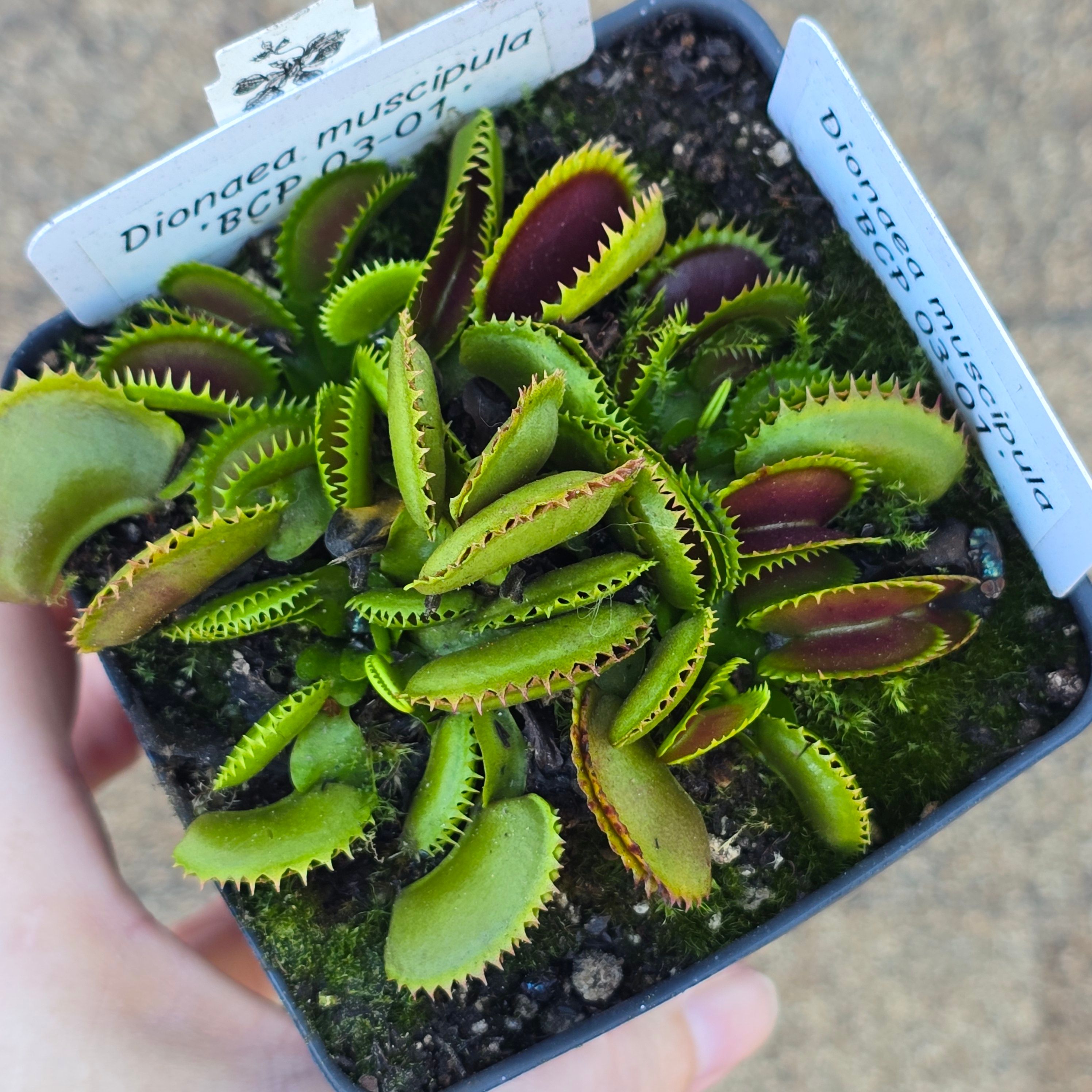 Dionaea muscipula 'BCP Clone 03-01'