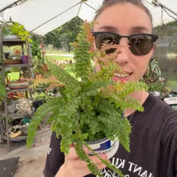 70a Rosy Fern Maiden