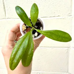 Verticillata x Unk Seedling