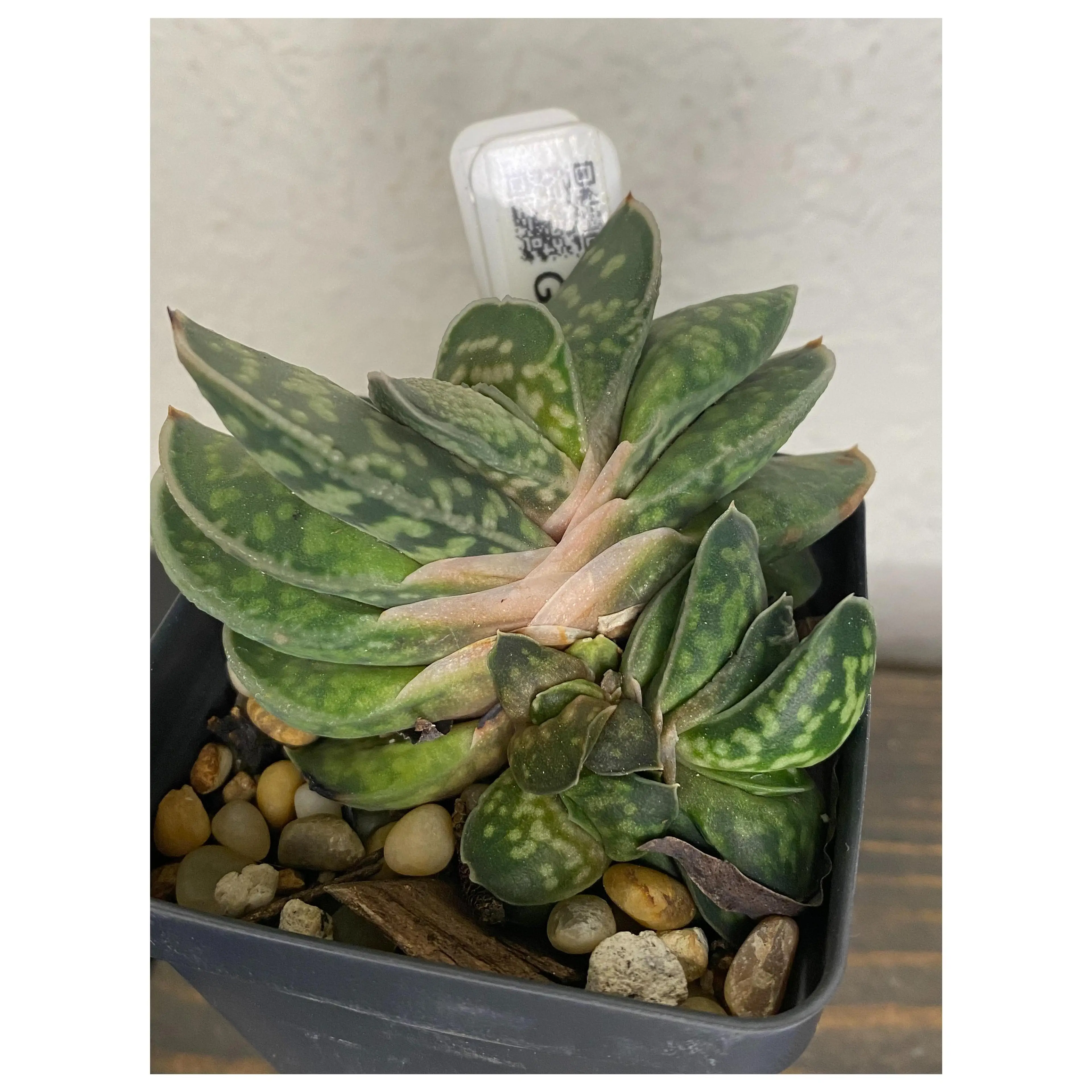 Image 1 of 5