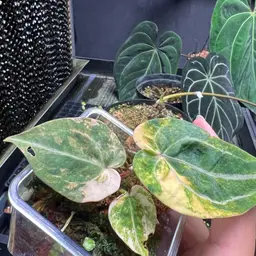 5277 Crystal Red Mag X Var Pap