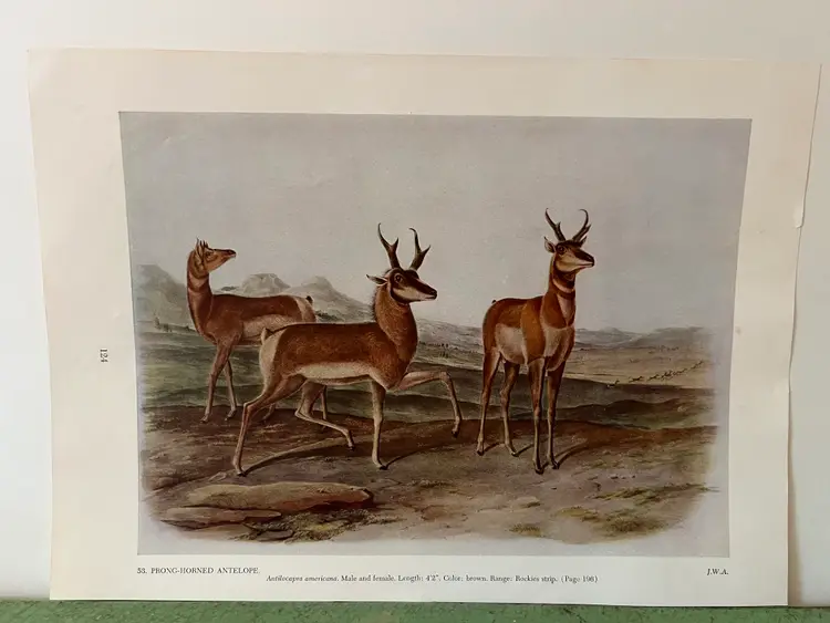 Vintage Prong Horned Antelope Audubon North America Print. 1951 Full Color 12 x 8.5"