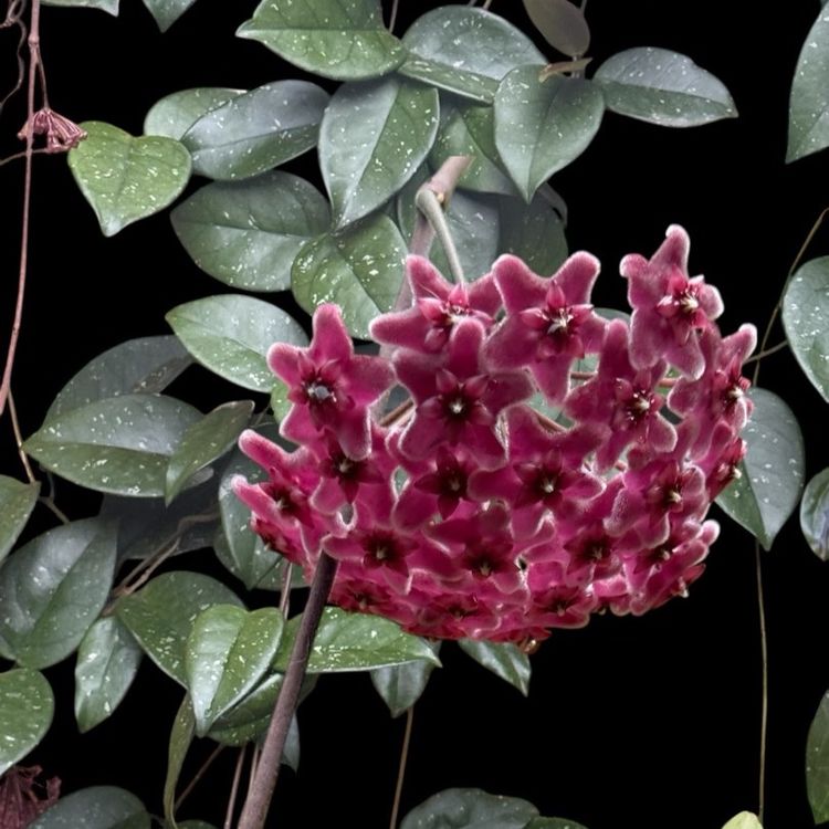Gothy Hoya Cuttings Of RHP Hybrid X Unk. Gorgeous Purple To Dark Pink Blooms!