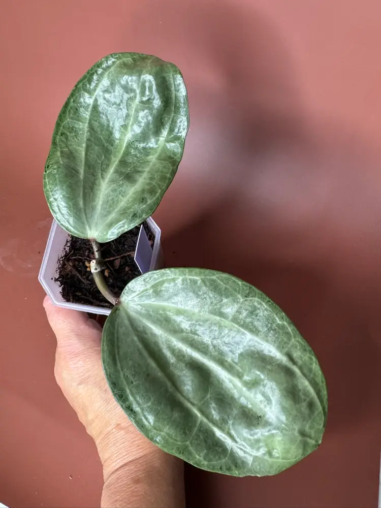 #3624 Latifolia silver