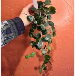 248 Hoya ‘Mathilde’