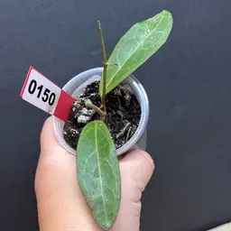 150 Hoya love affair