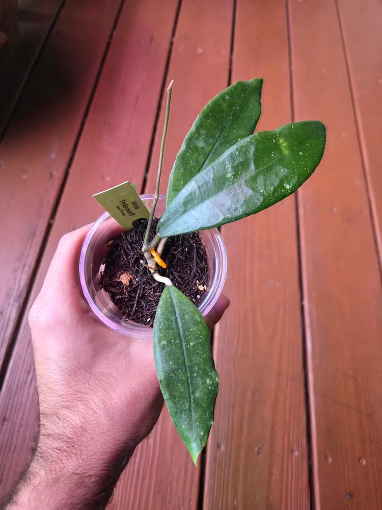 Hoya finlaysonii dark flower