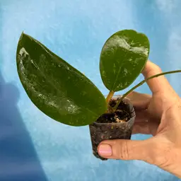 393 Hoya SR 2013-009