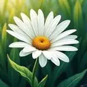 daisydecor