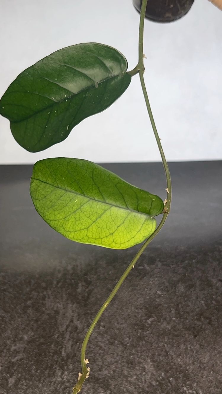 Hoya sp Tam Dao