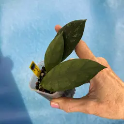 385 Hoya AH ‘Porch’