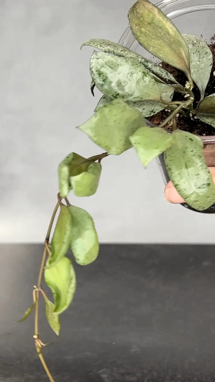 Hoya Lacunosa ‘Mint Coin’