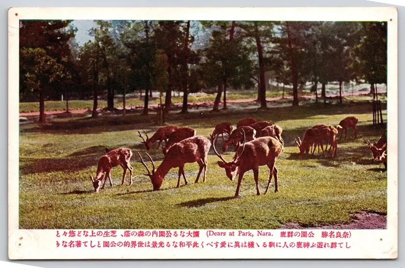 Postcard Herd of Deer at a Park in Nara Japan  - 9702