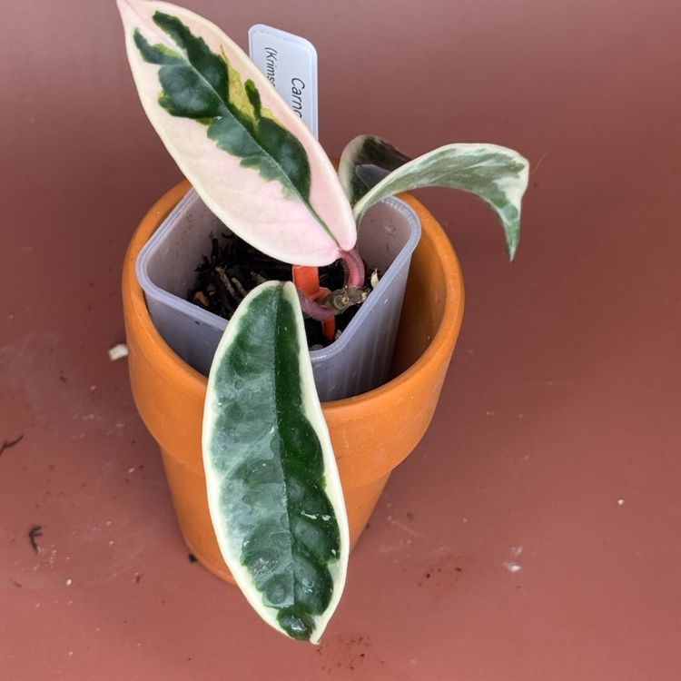 #3649 Hoya Suzie Q
(crimson queen x krinkle 8)