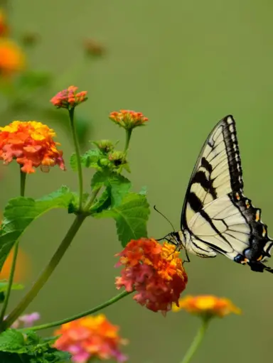 Vintage Variety! New Items! 🎉