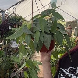 Pothos