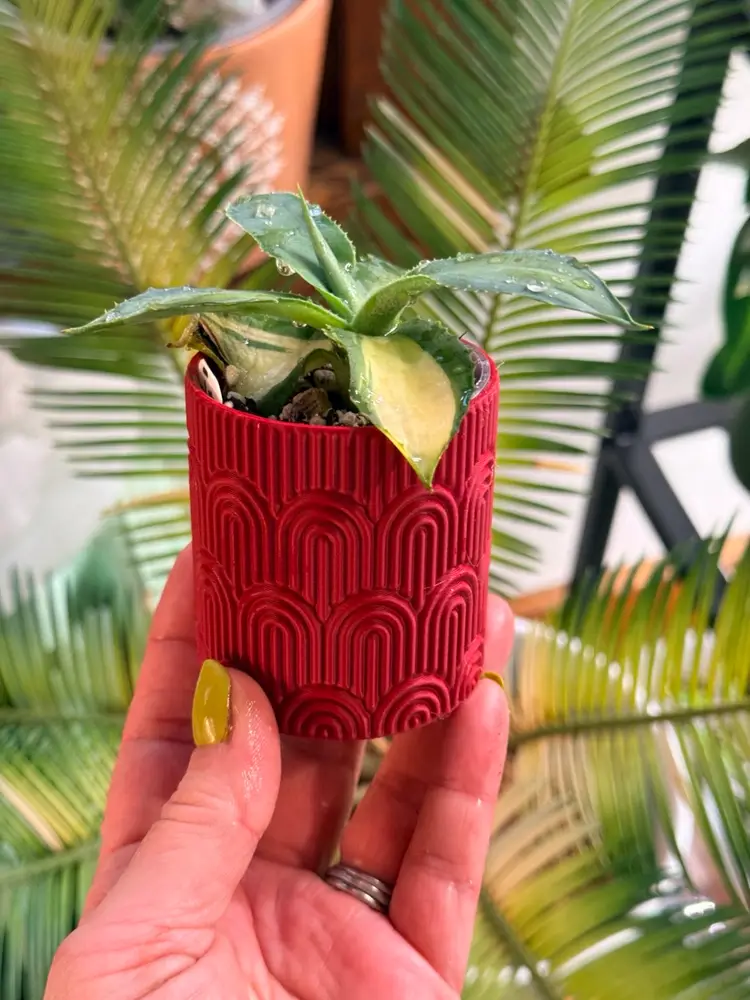 Plant Cover Pot - Boho Rainbow - 2.125” x 2.25”Inner