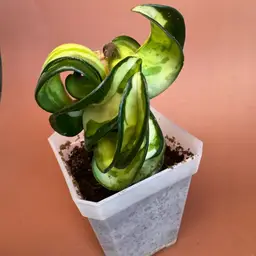 Compacta ‘Mauna Loa’ inner varigated