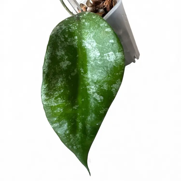 sungguensis (Indonesia)