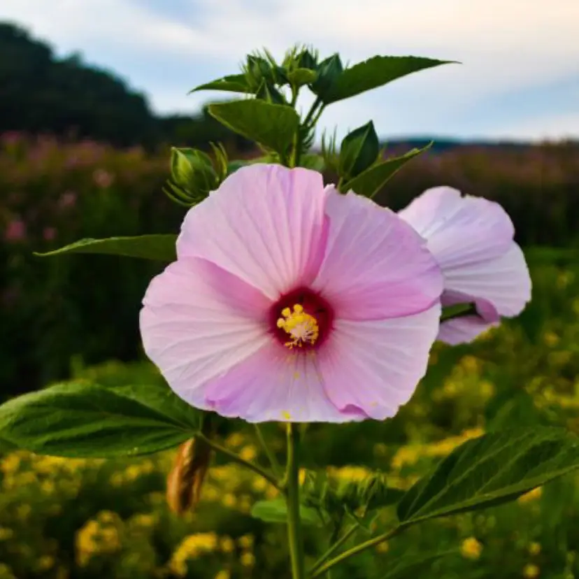 Rose Mallow Hibiscus flower seeds