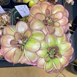 Pinguicula zecheri ‘Faulisi’