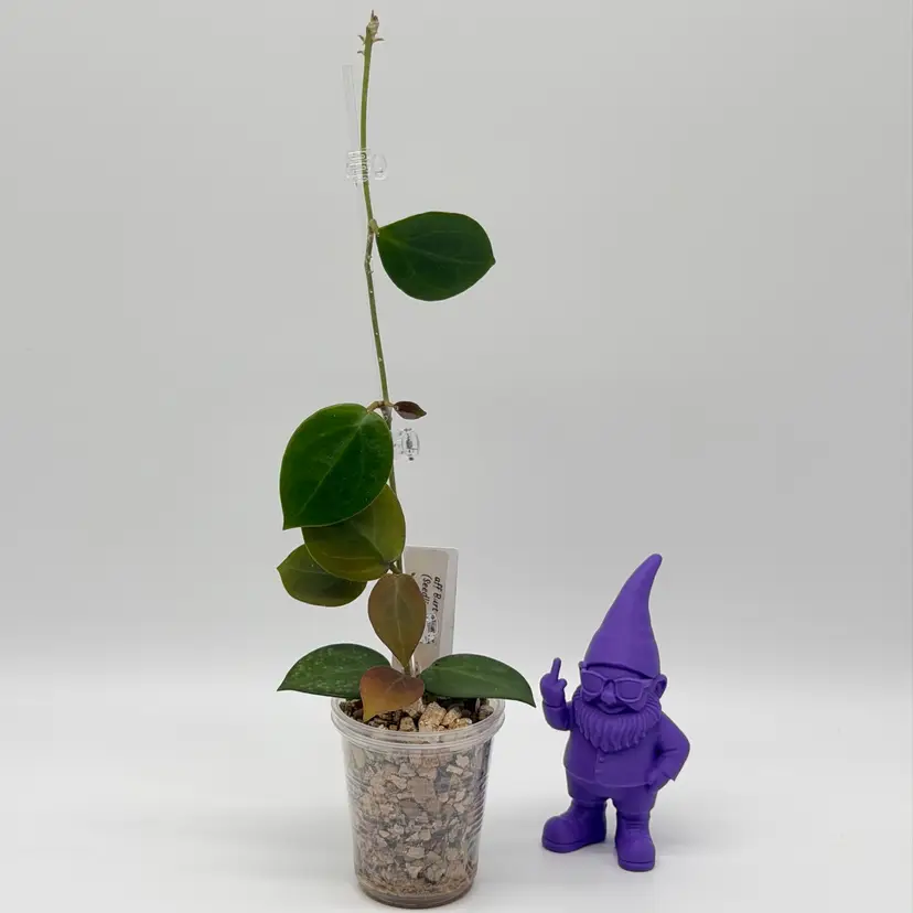O22 aff Burtoniae x (Seedling No. 1) from UPT