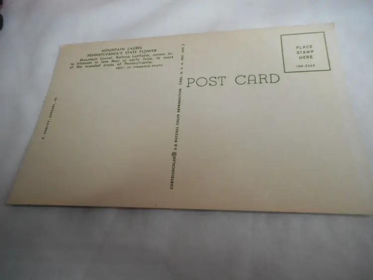 Vintage Postcard unposted 1960s Mountain Laurel Pennsylvania State flower