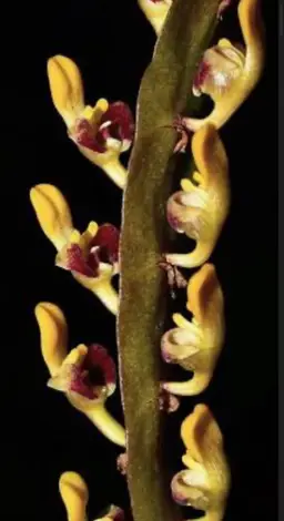 Bulbophyllum falcatum v. Flavum