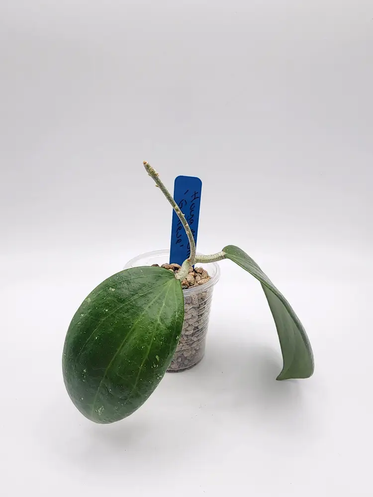 Hoya MB1141 'Genieve' (Blue)