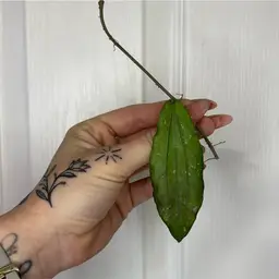 Hoya erythrina (long leaf)