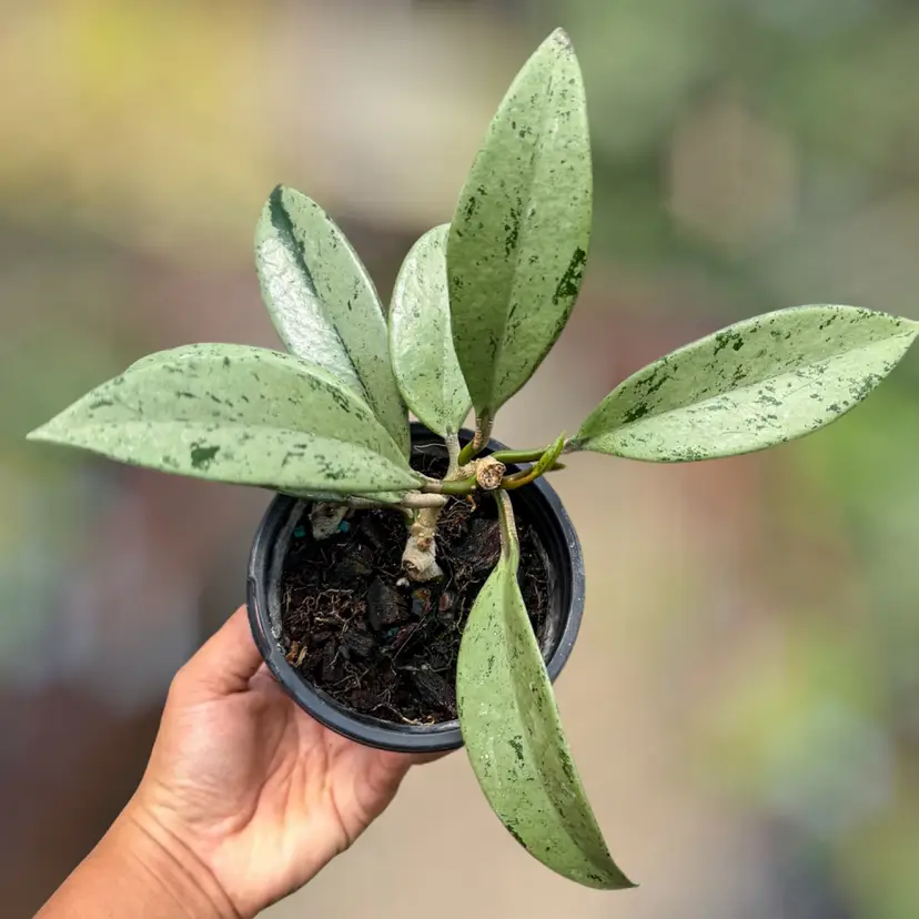 PS0585 - Hoya pubicalyx โPSGโ