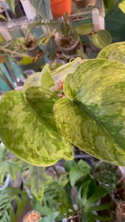 Scindapsus Sparkling Lava - Seller's Choice (Unrooted Cutting)