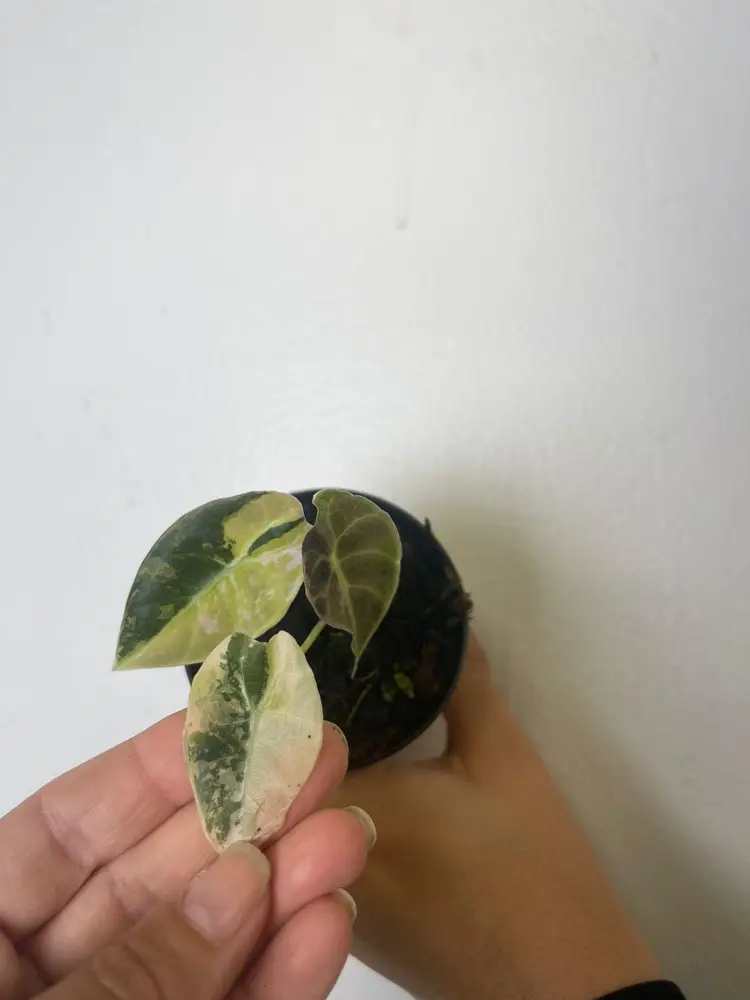 Alocasia watsoniana mint 3”