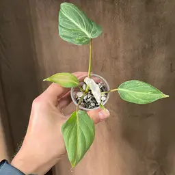 Variegated Gloriosum