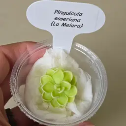 Pinguicula esseriana {La Melara}