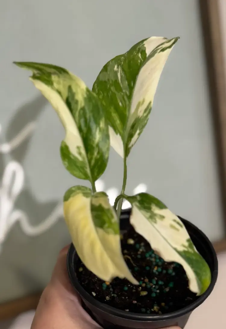 Monstera Lechleriana Variegated