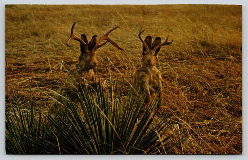 Postcard Two Jackalope Wyoming Eccentric Animal Cryptozoology Cryptid Mythology Mythical Creature -  5741