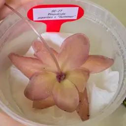 SC-27 Pinguicula gigantea x "Summer"