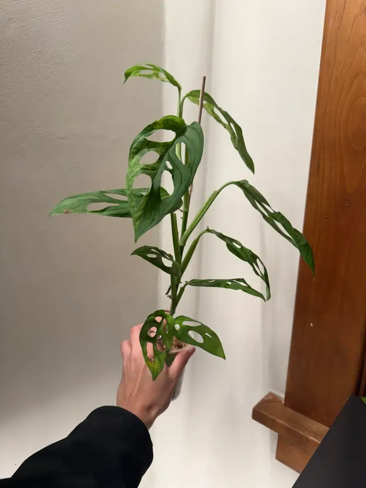 Monstera Indonesian Mint