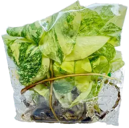 #01 5 Pack Monstera Thaiconstellation Creme Brulee TC's Growers Choice