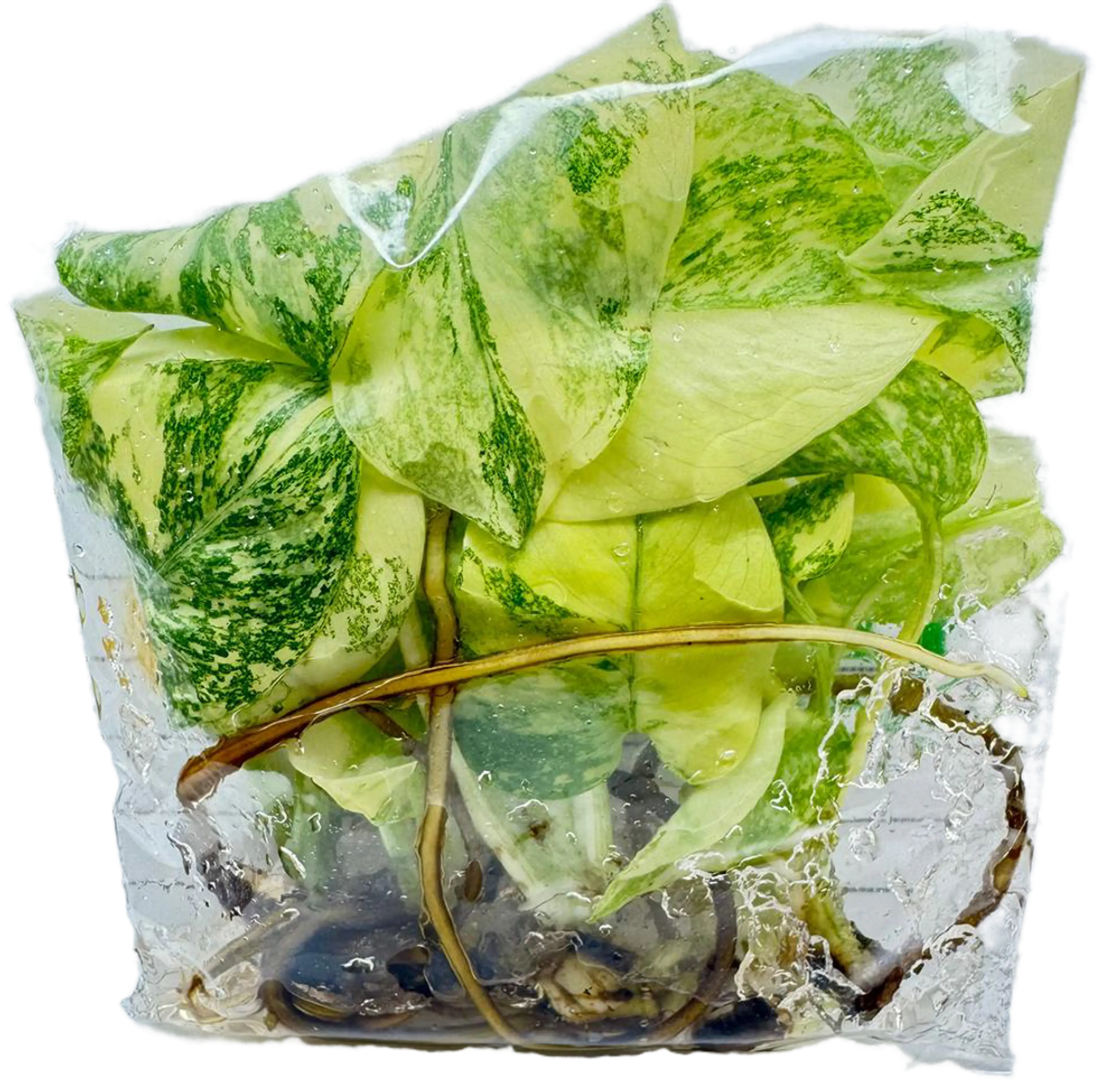 #01 10 Pack Monstera Thaiconstellation Creme Brulee TC's Growers Choice