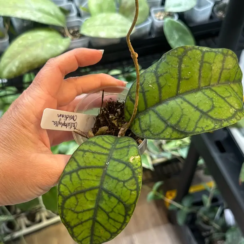 Callistophylla Obsidian