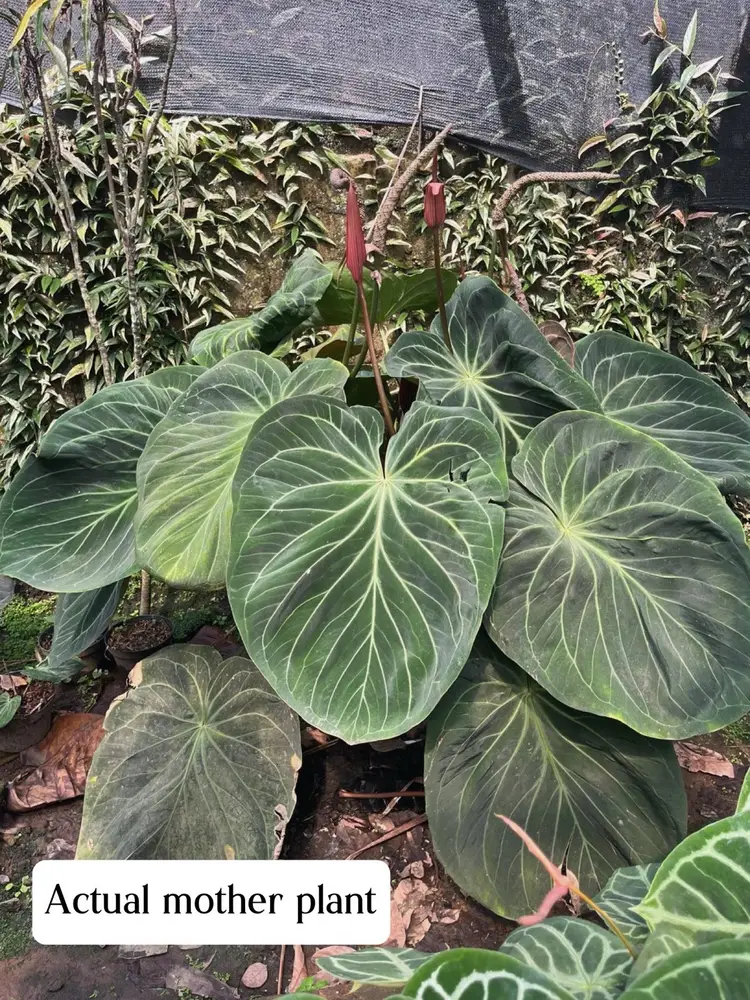 HU/KOS Direct From Mr. Hu | 2-leaf Sprout