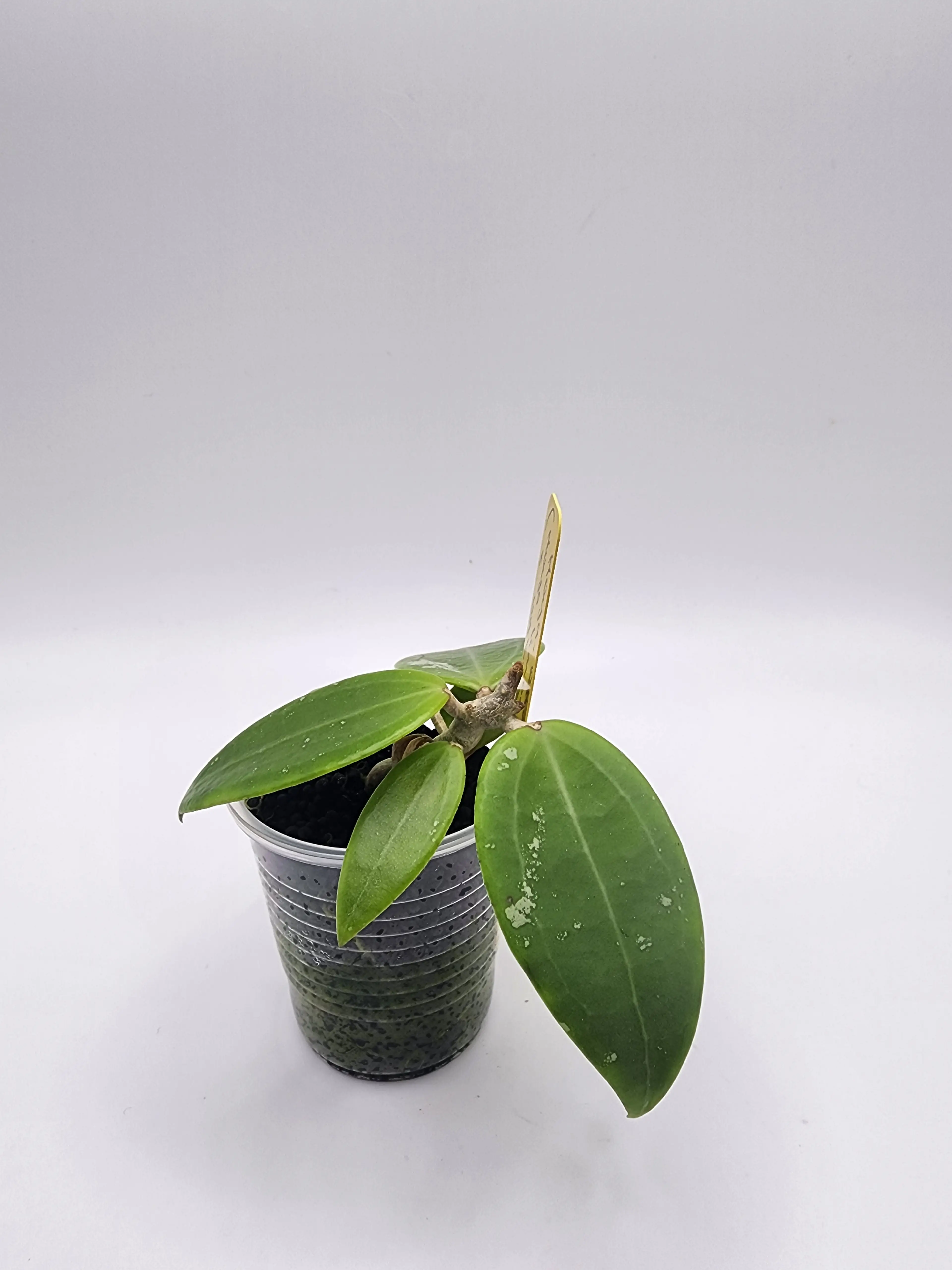 Image 2 of 3