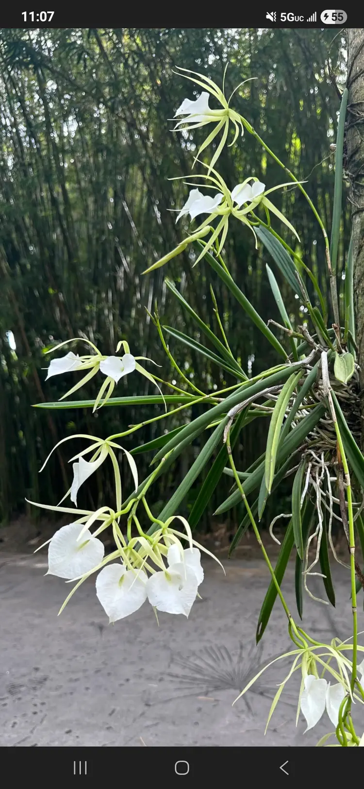 Brassavola Nodosa